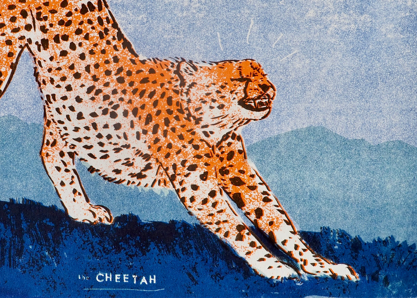 The Cheetah